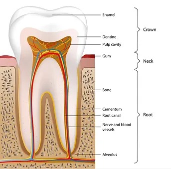 3334 showing the concept of Tooth Anatomy